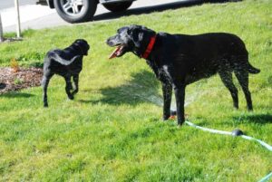 dogs_sprinkler.jpg