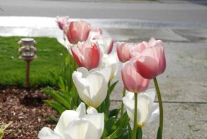 flower1.jpg