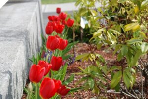 flower2.jpg